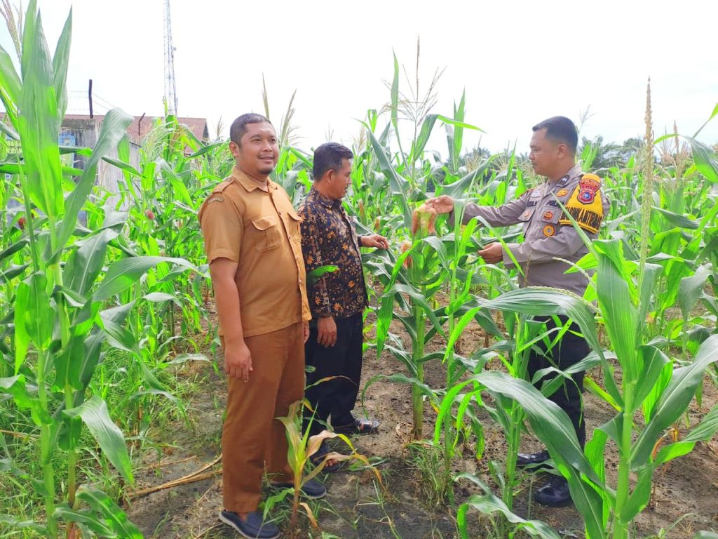 Bhabinkamtibmas Desa Tapung Makmur, Aipda Imam Suprapto, S.H., turun ke lapangan bersama Kepala Desa dan Direktur BUMDes setempat pada Senin (22/6/2026) pukul 13.30 WIB. (Foto: Humas Polres Kampar)