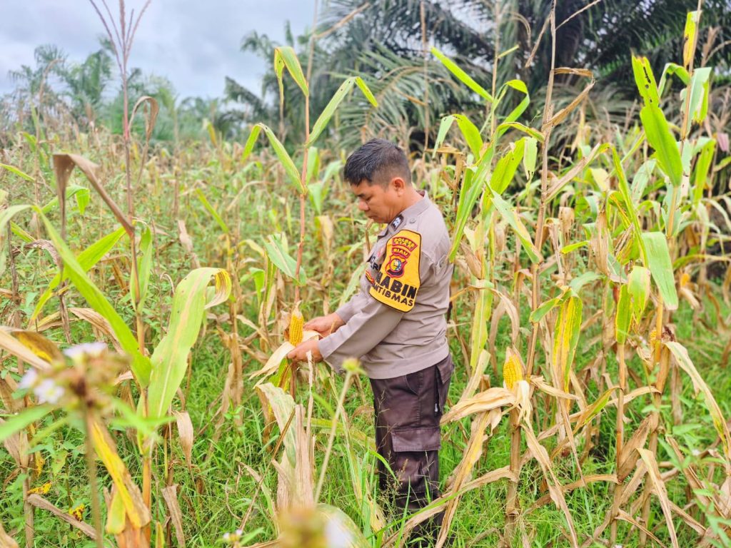 Bhabinkamtibmas Polsek Sabak Auh, Aiptu Syarif Adli, S.H., turun langsung memantau perkembangan budidaya tanaman jagung pipil, Selasa (23/6/2026) pukul 09.30 WIB. (Foto: Kapolsek Sabak Auh)