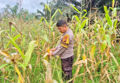 Bhabinkamtibmas Polsek Sabak Auh, Aiptu Syarif Adli, S.H., turun langsung memantau perkembangan budidaya tanaman jagung pipil, Selasa (23/6/2026) pukul 09.30 WIB. (Foto: Kapolsek Sabak Auh)