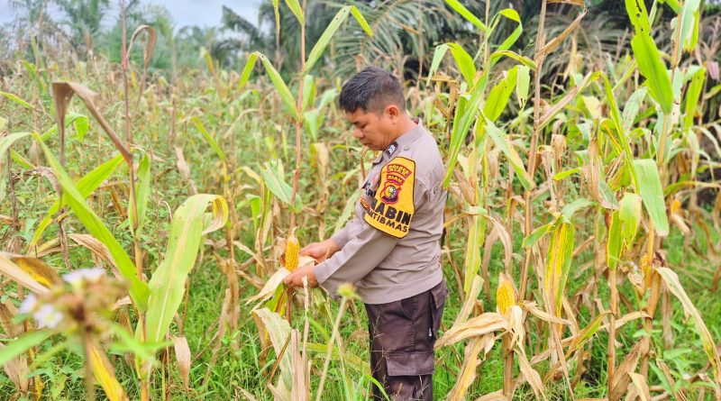 Bhabinkamtibmas Polsek Sabak Auh, Aiptu Syarif Adli, S.H., turun langsung memantau perkembangan budidaya tanaman jagung pipil, Selasa (23/6/2026) pukul 09.30 WIB. (Foto: Kapolsek Sabak Auh)