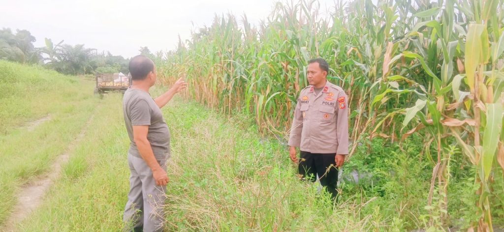 Kapolsek Teluk Meranti, IPDA Vicki Rizky, turun ke wilayah perumahan warga untuk meninjau perkembangan draf lahan jagung di Kabupaten Pelalawan, Sabtu (27/6/2026). (Foto: Humas Polsek Teluk Meranti)