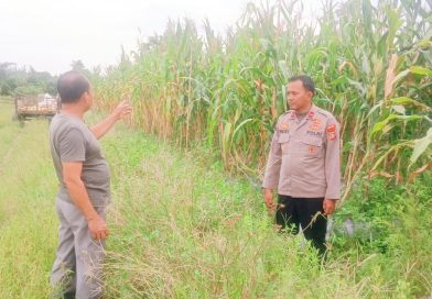 Kapolsek Teluk Meranti, IPDA Vicki Rizky, turun ke wilayah perumahan warga untuk meninjau perkembangan draf lahan jagung di Kabupaten Pelalawan, Sabtu (27/6/2026). (Foto: Humas Polsek Teluk Meranti)