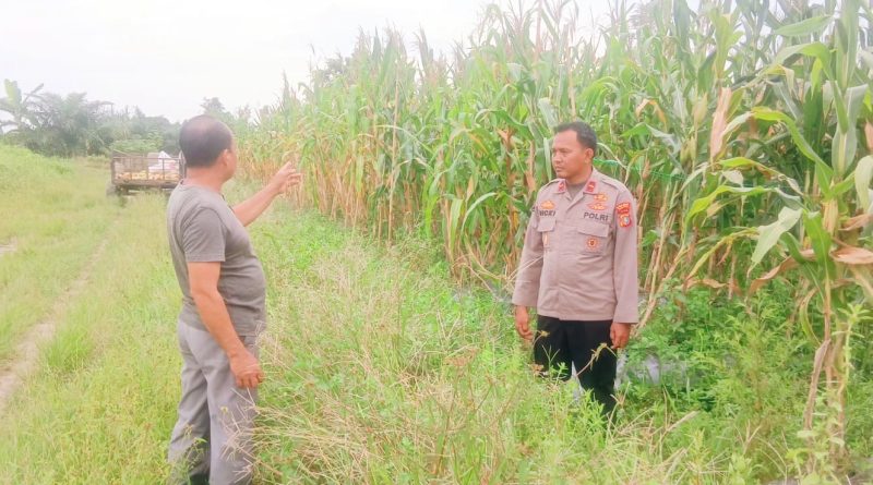 Kapolsek Teluk Meranti, IPDA Vicki Rizky, turun ke wilayah perumahan warga untuk meninjau perkembangan draf lahan jagung di Kabupaten Pelalawan, Sabtu (27/6/2026). (Foto: Humas Polsek Teluk Meranti)