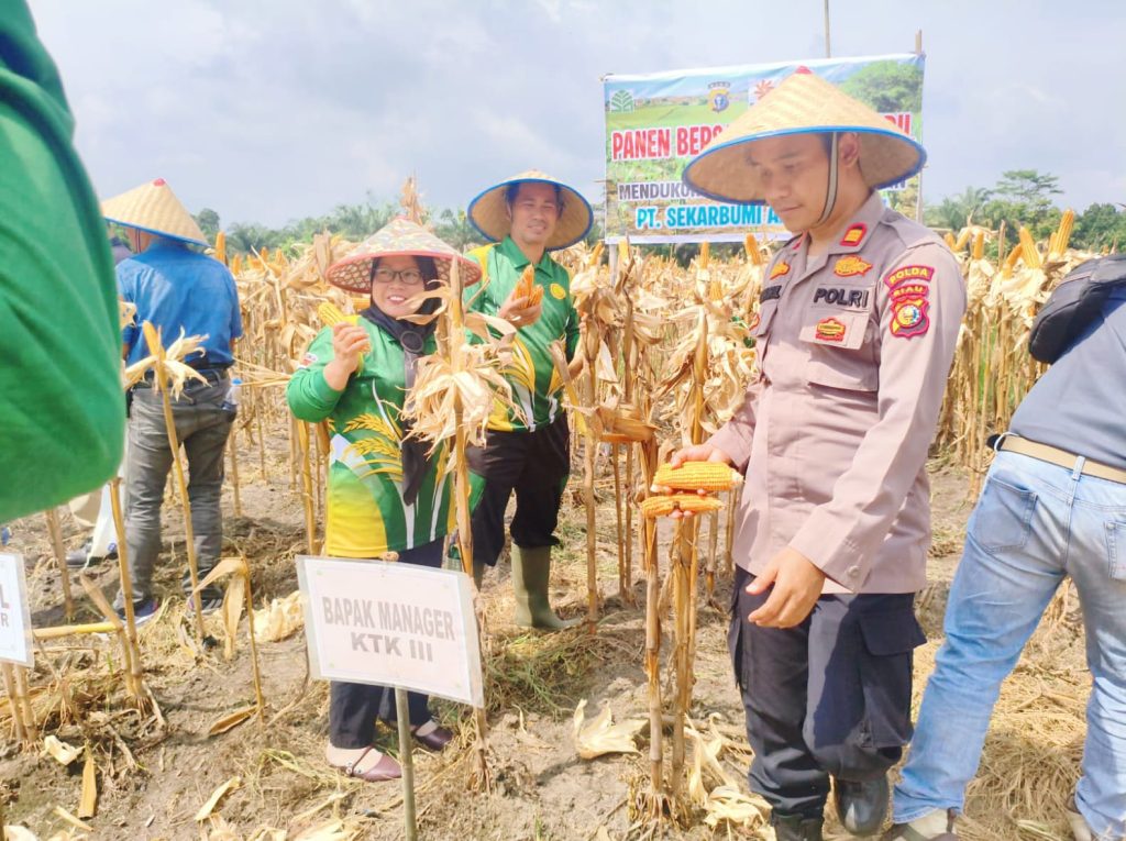 Kapolsek Tapung Hilir, AKP Khairil, S.H., melakukan pengecekan serta ikut memanen jagung pipil di areal PT Sekar Bumi Alam Lestari (SEBAL), Desa Kota Garo, Kabupaten Kampar, Kamis (9/7/2026). (Foto: Humas Polres Kampar)