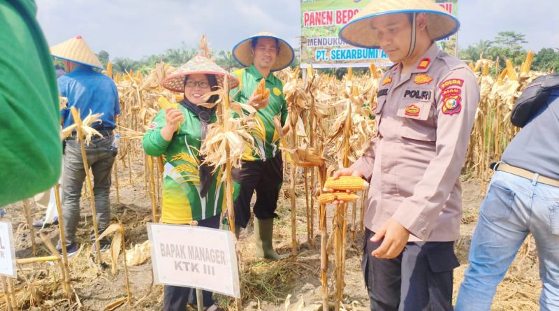 Kapolsek Tapung Hilir, AKP Khairil, S.H., melakukan pengecekan serta ikut memanen jagung pipil di areal PT Sekar Bumi Alam Lestari (SEBAL), Desa Kota Garo, Kabupaten Kampar, Kamis (9/7/2026). (Foto: Humas Polres Kampar)