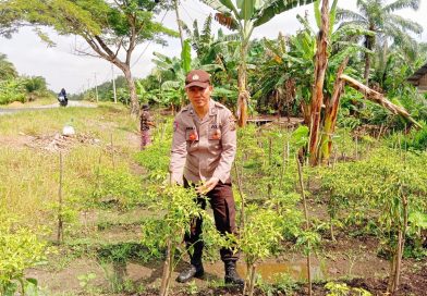 Kapolsek Teluk Meranti, IPDA Vicki Rizky, saat memantauan berkala terhadap perkebunan warga. Petugas mendatangi kawasan pertanian cabai milik masyarakat binaannya di Kecamatan Teluk Meranti, Kabupaten Pelalawan, Senin (20/7/2026). (Foto: Humas Polsek Teluk Meranti)