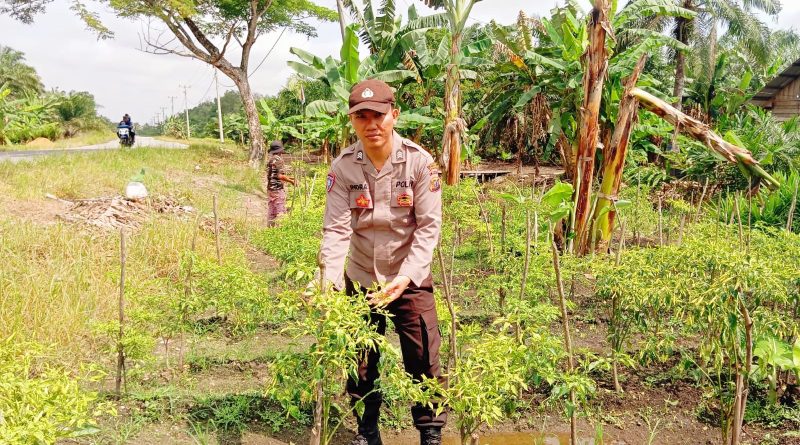 Kapolsek Teluk Meranti, IPDA Vicki Rizky, saat memantauan berkala terhadap perkebunan warga. Petugas mendatangi kawasan pertanian cabai milik masyarakat binaannya di Kecamatan Teluk Meranti, Kabupaten Pelalawan, Senin (20/7/2026). (Foto: Humas Polsek Teluk Meranti)