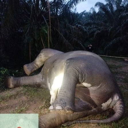 Bangkai gajah pertama kali ditemukan oleh seorang karyawan perkebunan sekitar pukul 12.00 WIB. (Foto: Kemenhut RI)