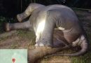 Bangkai gajah pertama kali ditemukan oleh seorang karyawan perkebunan sekitar pukul 12.00 WIB. (Foto: Kemenhut RI)