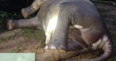 Bangkai gajah pertama kali ditemukan oleh seorang karyawan perkebunan sekitar pukul 12.00 WIB. (Foto: Kemenhut RI)
