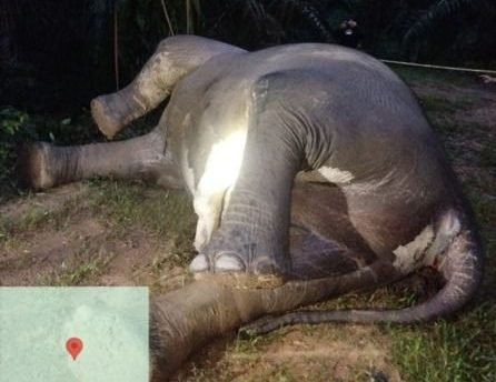 Bangkai gajah pertama kali ditemukan oleh seorang karyawan perkebunan sekitar pukul 12.00 WIB. (Foto: Kemenhut RI)
