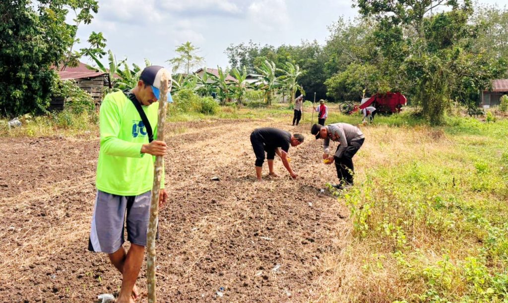 Polsek Sabak Auh bersama kelompok tani setempat melaksanakan gerakan penanaman jagung pipil di Jalan Siak - Pakning, RT 01/RW 01, Kampung Belading, Kecamatan Sabak Auh, Senin (31/8/2026). (Foto: Humas Polsek Sabak Auh)