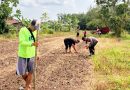 Polsek Sabak Auh bersama kelompok tani setempat melaksanakan gerakan penanaman jagung pipil di Jalan Siak - Pakning, RT 01/RW 01, Kampung Belading, Kecamatan Sabak Auh, Senin (31/8/2026). (Foto: Humas Polsek Sabak Auh)