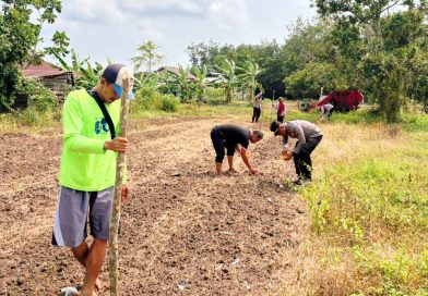 Polsek Sabak Auh bersama kelompok tani setempat melaksanakan gerakan penanaman jagung pipil di Jalan Siak - Pakning, RT 01/RW 01, Kampung Belading, Kecamatan Sabak Auh, Senin (31/8/2026). (Foto: Humas Polsek Sabak Auh)