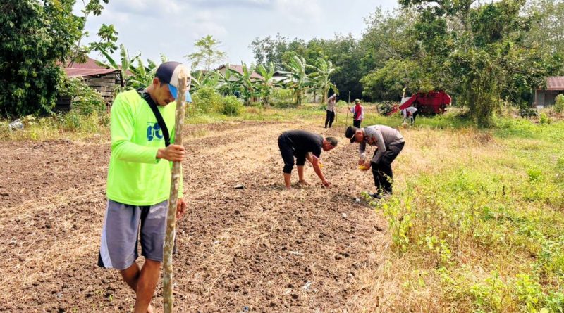 Polsek Sabak Auh bersama kelompok tani setempat melaksanakan gerakan penanaman jagung pipil di Jalan Siak - Pakning, RT 01/RW 01, Kampung Belading, Kecamatan Sabak Auh, Senin (31/8/2026). (Foto: Humas Polsek Sabak Auh)