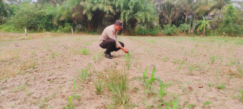 Polsek Sabak Auh melaksanakan pengecekan komoditas tanaman jagung pipil di Kampung Belading, Kecamatan Sabak Auh, Kabupaten Siak, Rabu (9/9/2026) pagi. (Foto: Polsek Sabak Auh)