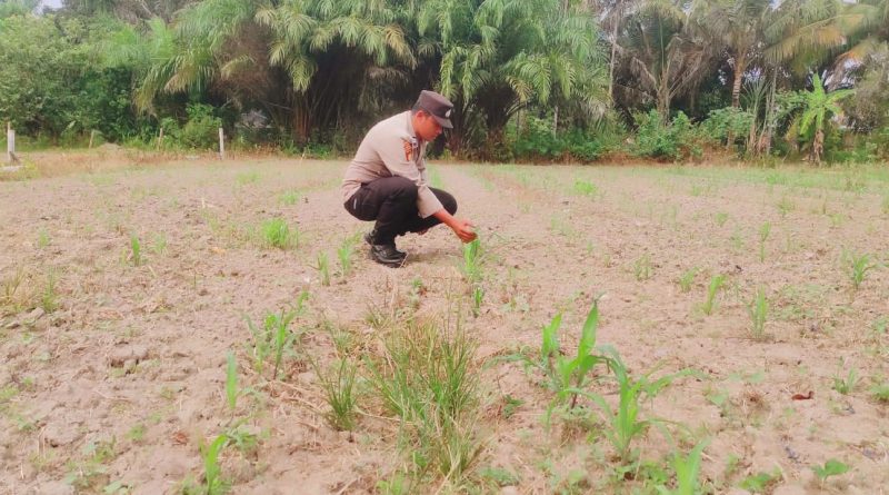 Polsek Sabak Auh melaksanakan pengecekan komoditas tanaman jagung pipil di Kampung Belading, Kecamatan Sabak Auh, Kabupaten Siak, Rabu (9/9/2026) pagi. (Foto: Polsek Sabak Auh)