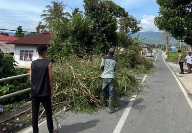 Dua orang warga sedang membereskan bambu yang roboh. (Foto: RRI)