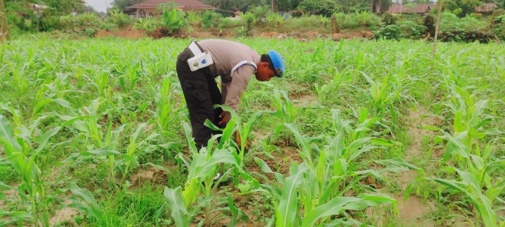 Polsek Sabak Auh menggelar pengecekan berkala terhadap tanaman jagung pipil di Jalan Siak-Pakning RT.01/RW.01 Kampung Belading, Kecamatan Sabak Auh, Kabupaten Siak, Kamis (24/9/2026) pagi. (Foto: Polsek Sabak Auh - Polres Siak)