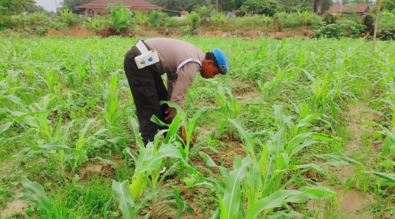 Polsek Sabak Auh menggelar pengecekan berkala terhadap tanaman jagung pipil di Jalan Siak-Pakning RT.01/RW.01 Kampung Belading, Kecamatan Sabak Auh, Kabupaten Siak, Kamis (24/9/2026) pagi. (Foto: Polsek Sabak Auh - Polres Siak)