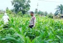 Polsek Sabak Auh konsisten menggelar pemantauan harian terhadap pertumbuhan tanaman jagung pipil yang ditanam pada kuartal II di Kampung Belading, Kecamatan Sabak Auh, Kabupaten Siak. (Foto: Humas Polsek Sabak Auh)