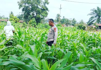 Polsek Sabak Auh konsisten menggelar pemantauan harian terhadap pertumbuhan tanaman jagung pipil yang ditanam pada kuartal II di Kampung Belading, Kecamatan Sabak Auh, Kabupaten Siak. (Foto: Humas Polsek Sabak Auh)