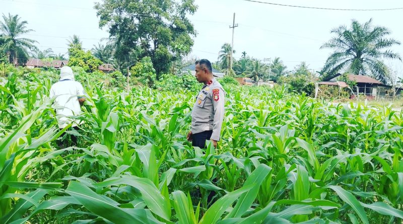 Polsek Sabak Auh konsisten menggelar pemantauan harian terhadap pertumbuhan tanaman jagung pipil yang ditanam pada kuartal II di Kampung Belading, Kecamatan Sabak Auh, Kabupaten Siak. (Foto: Humas Polsek Sabak Auh)